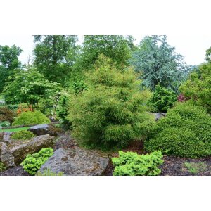 Buk lesný (Fagus sylvatica) ´MERCEDES´ - výška 100-130 cm, kont. C3L  